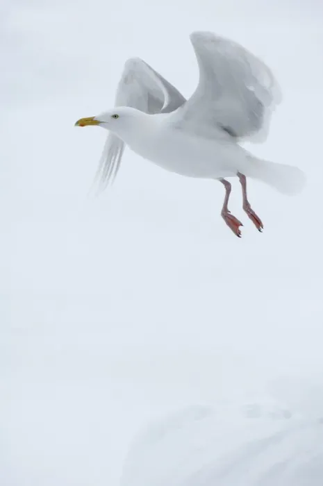 Framed Print : Glaucous gull (Larus hyperboreus) in flight, Moselbukta, Svalbard, Norway, July 2008 Framed Print : Glaucous gull (Larus hyperboreus) in flight, Moselbukta, Svalbard, Norway, July 2008