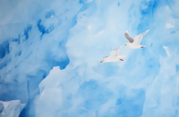 Framed Print : Two Glaucous gulls (Larus hyperboreus) flying past a glacier, Spitsbergen, Svalbard Framed Print : Two Glaucous gulls (Larus hyperboreus) flying past a glacier, Spitsbergen, Svalbard