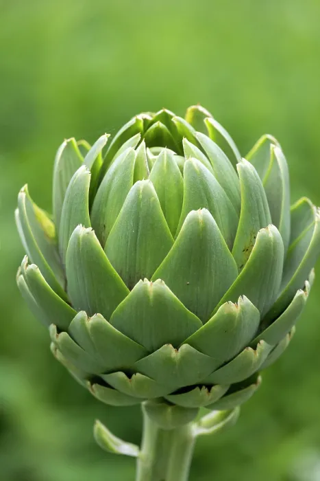 Framed Print : Globe artichoke (Cynara cardunculus var. scolymus), Ecomusee de la Bintinais, Ille et Vilaine, Brittany, France. May Framed Print : Globe artichoke (Cynara cardunculus var. scolymus), Ecomusee de la Bintinais, Ille et Vilaine, Brittany, France. May