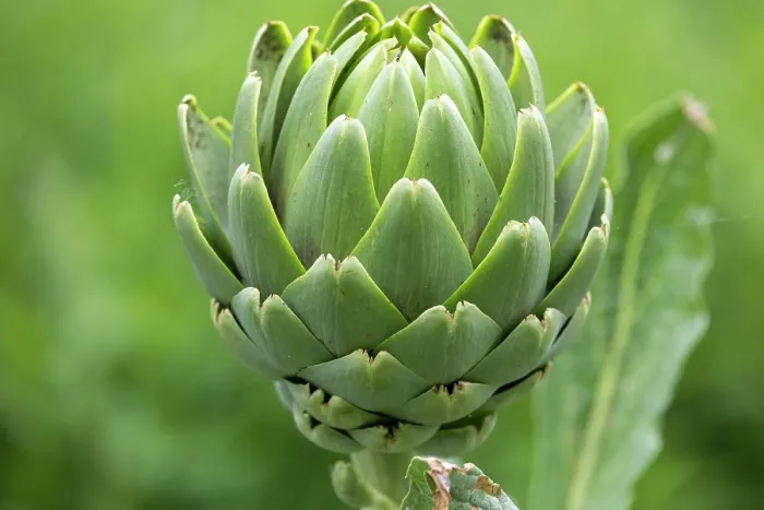 Framed Print : Globe artichoke (Cynara cardunculus var. scolymus), Ecomusee de la Bintinais, Ille et Vilaine, Brittany, France. May Framed Print : Globe artichoke (Cynara cardunculus var. scolymus), Ecomusee de la Bintinais, Ille et Vilaine, Brittany, France. May
