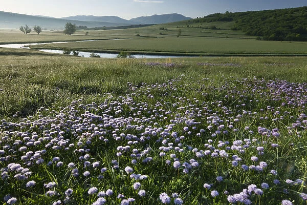 Globe daisy (Globularia meridionalis) flowers by the Sturba River, Southern Livanjsko Polje