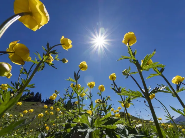 Framed Print : Globe flowers (Trollius europaeus) and bright sunshine, Augstmatthorn Mountain, Swiss Alps Framed Print : Globe flowers (Trollius europaeus) and bright sunshine, Augstmatthorn Mountain, Swiss Alps