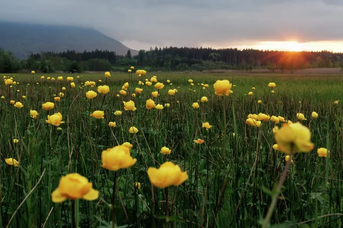 Framed Print : Globe flowers (Trollius europaeus) in flower in meadow at dusk, Upper Bavaria, Germany. May Framed Print : Globe flowers (Trollius europaeus) in flower in meadow at dusk, Upper Bavaria, Germany. May