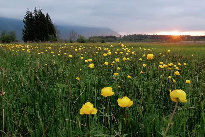 Framed Print : Globe flowers (Trollius europaeus) flowering in grassland at dusk, Upper Bavaria, Germany. May Framed Print : Globe flowers (Trollius europaeus) flowering in grassland at dusk, Upper Bavaria, Germany. May