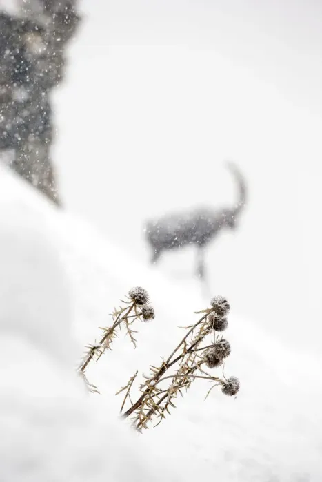 Framed Print : Globe Thistle (Echinops ritro), dead in winter landscape with Alpine ibex (Capra Framed Print : Globe Thistle (Echinops ritro), dead in winter landscape with Alpine ibex (Capra