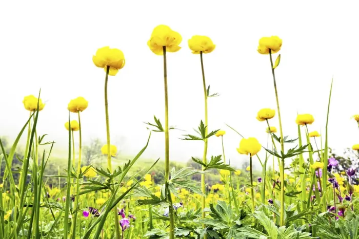 Framed Print : Globeflowers (Trollius), Lauterbrunnen Valley, Bernese Oberland, Switzerland, June 2012 Framed Print : Globeflowers (Trollius), Lauterbrunnen Valley, Bernese Oberland, Switzerland, June 2012