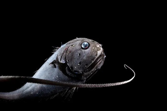 Framed Print : Globehead grenadier (Cetonurus globiceps) portrait, residing in the bathypelagic zone at depths of 1, 000-4, 000 m
