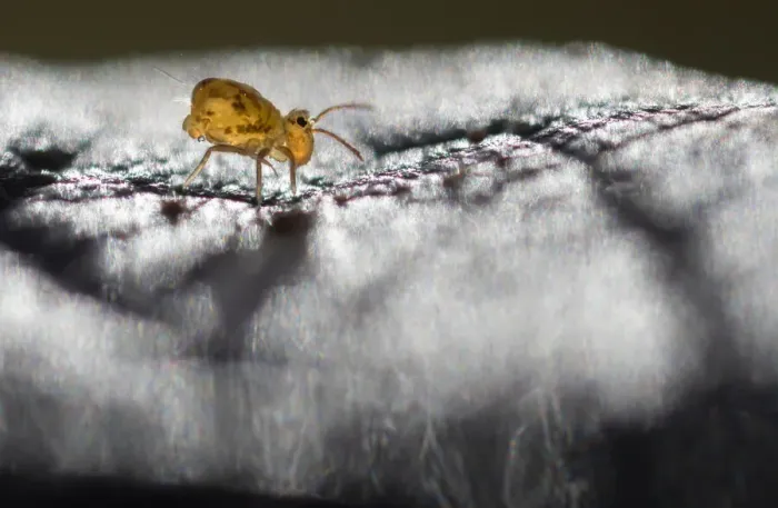 Framed Print : Globular springtail (Dicyrtomina saundersi) on dew-covered dead leaf. Derbyshire, UK Framed Print : Globular springtail (Dicyrtomina saundersi) on dew-covered dead leaf. Derbyshire, UK