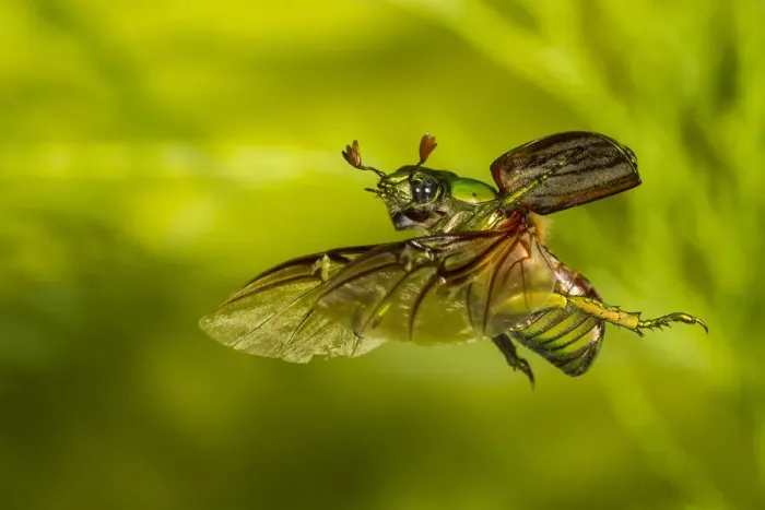 Framed Print : Glorious scarab (Chrysina gloriosa) flying, Brewster County, Texas, USA. Controlled conditions Framed Print : Glorious scarab (Chrysina gloriosa) flying, Brewster County, Texas, USA. Controlled conditions