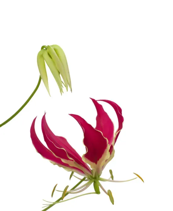 Framed Print : Glory lily (Gloriosa superba) bud and flower with reflexed petals and trifid stigma Framed Print : Glory lily (Gloriosa superba) bud and flower with reflexed petals and trifid stigma