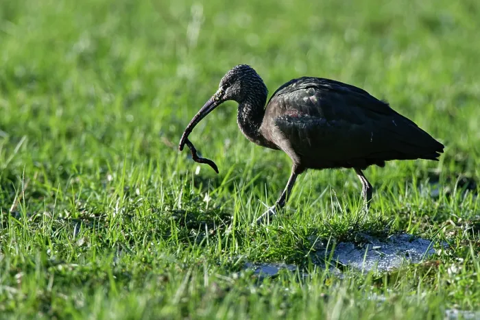 Framed Print : Glossy ibis (Plegadis falcinellus) with Earthworm (Lumbricus terrestris) prey in its beak, on partly frozen pastureland, Somerset Levels, England, UK. January Framed Print : Glossy ibis (Plegadis falcinellus) with Earthworm (Lumbricus terrestris) prey in its beak, on partly frozen pastureland, Somerset Levels, England, UK. January