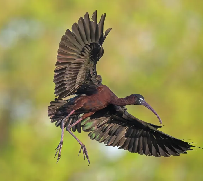Framed Print : Glossy ibis (Plegadis falcinellus) in flight, Audubon Venice Rookery, Florida, USA. March Framed Print : Glossy ibis (Plegadis falcinellus) in flight, Audubon Venice Rookery, Florida, USA. March