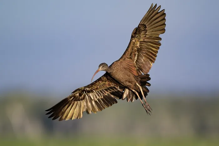 Framed Print : Glossy ibis (Plegadis falcinellus) in flight, Corroboree Billabong, Northern Territory, Australia Framed Print : Glossy ibis (Plegadis falcinellus) in flight, Corroboree Billabong, Northern Territory, Australia