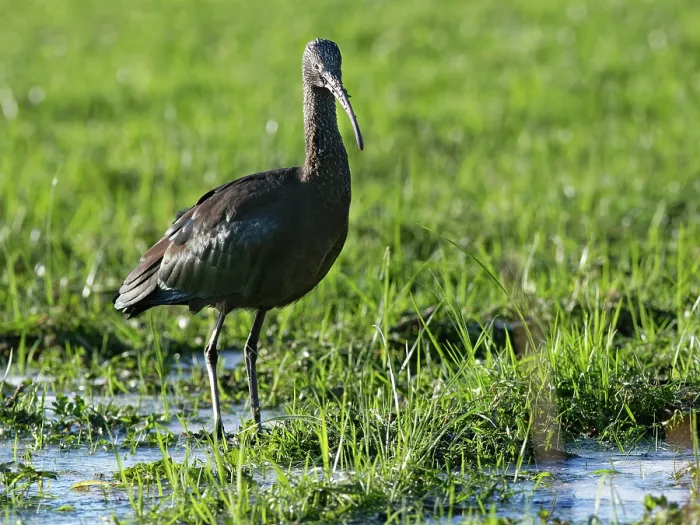 Framed Print : Glossy ibis (Plegadis falcinellus) foraging on partly frozen, flooded pastureland, Somerset Levels, England, UK. January Framed Print : Glossy ibis (Plegadis falcinellus) foraging on partly frozen, flooded pastureland, Somerset Levels, England, UK. January