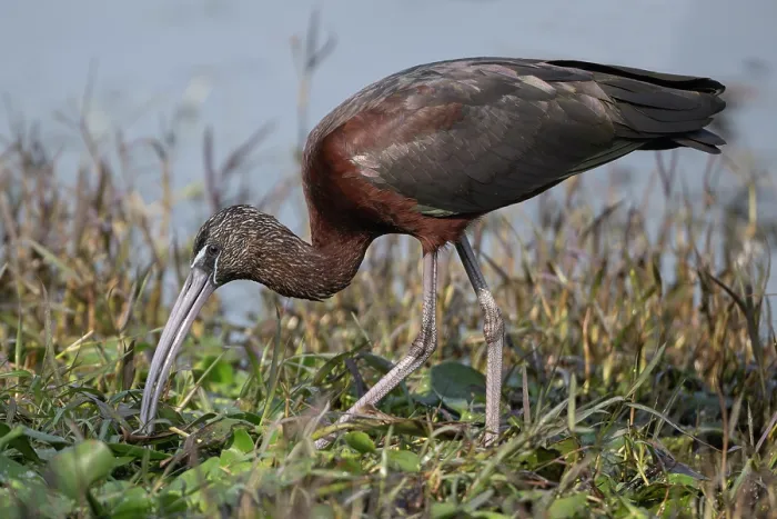 Framed Print : Glossy ibis (Plegadis falcinellus) foraging on riverbank, Keoladeo Ghana National Park, Bharatpur, Rajasthan, India Framed Print : Glossy ibis (Plegadis falcinellus) foraging on riverbank, Keoladeo Ghana National Park, Bharatpur, Rajasthan, India