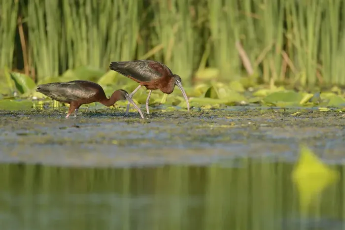 Framed Print : Glossy Ibises (Plegadis falcinellus) foraging in the Danube Delta, Romania. June
