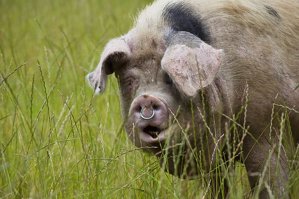 Gloucester old spot domestic pig (Sus scrofa domestica) portrait with mouth open and ring in nose