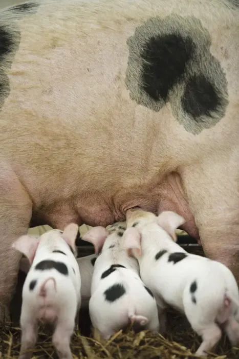 Framed Print : Gloucester old spot piglets (Sus scrofa domestica) suckling at the Cotswold Farm Show Framed Print : Gloucester old spot piglets (Sus scrofa domestica) suckling at the Cotswold Farm Show