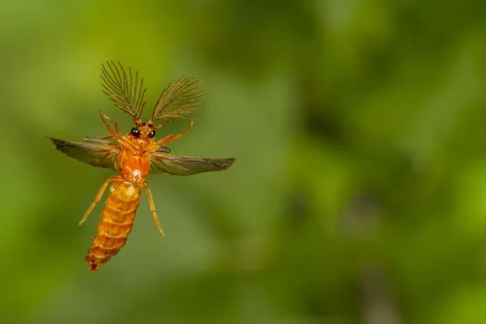 Framed Print : Glowworm beetle (Phengodes sp. ) male flying, Tuscaloosa County, Alabama, USA Controlled conditions Framed Print : Glowworm beetle (Phengodes sp. ) male flying, Tuscaloosa County, Alabama, USA Controlled conditions