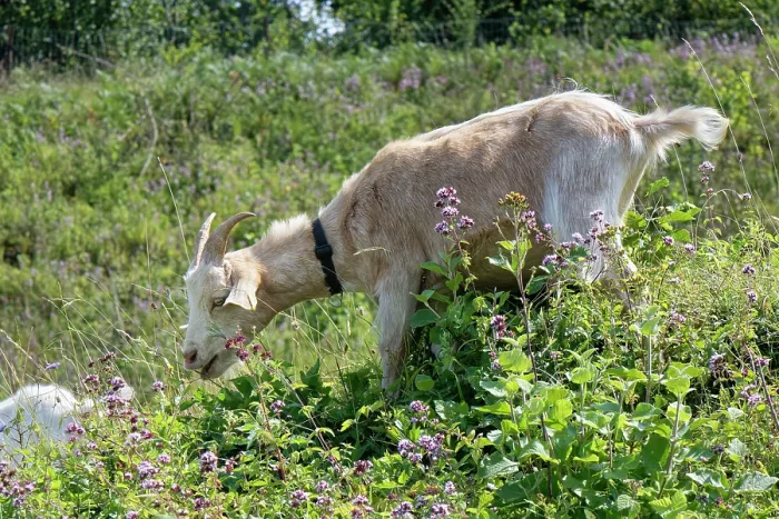 Framed Print : Goat (Capra hircus) grazing chalk grassland hillside to control scrub encroachment and benefit wild flowers, Browne's Folly Nature Reserve, Bath and Northeast Somerset, UK. August Framed Print : Goat (Capra hircus) grazing chalk grassland hillside to control scrub encroachment and benefit wild flowers, Browne's Folly Nature Reserve, Bath and Northeast Somerset, UK. August