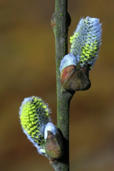 Framed Print : Goat willow (Salix caprea) male catkins in bud, Dorset, England, UK. March Framed Print : Goat willow (Salix caprea) male catkins in bud, Dorset, England, UK. March