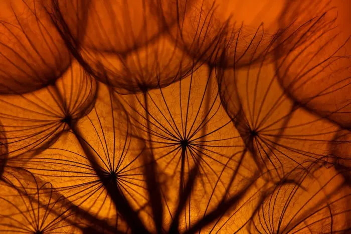 Framed Print : Goatsbeard (Tragopogon pratensis) seedhead at sunset, England, UK, July Framed Print : Goatsbeard (Tragopogon pratensis) seedhead at sunset, England, UK, July