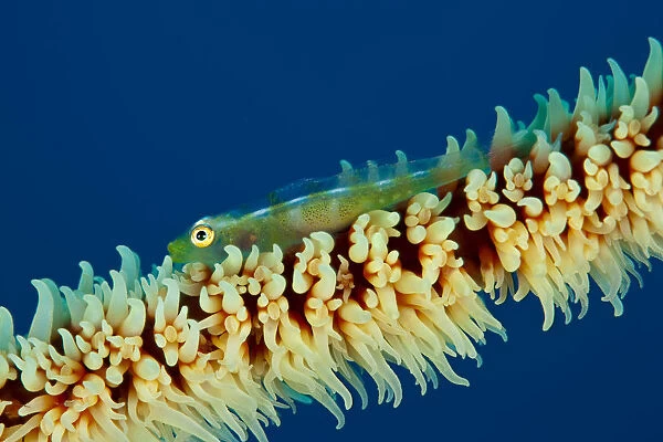 Goby (Bryaninops sp) on coral branch, Tubbataha Reef Natural Park, UNESCO World Heritage Site