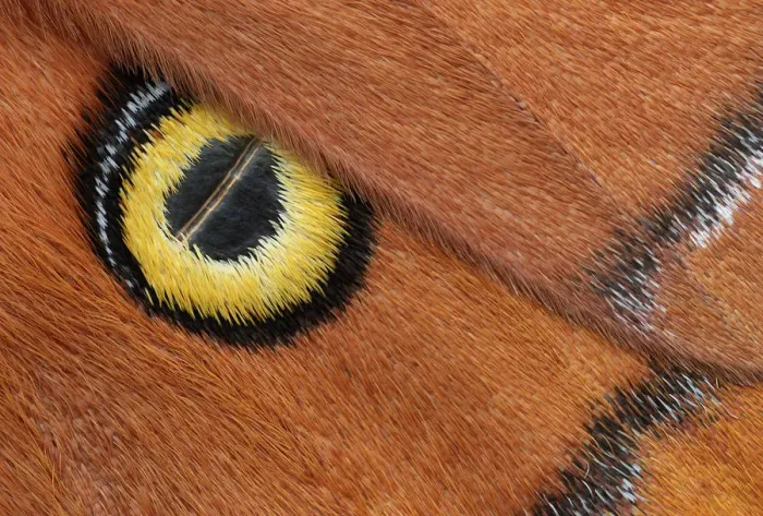 Framed Print : Godmans silkmoth (Antheraea godmani) close up of eye spot on wing, Chiriqui Province Framed Print : Godmans silkmoth (Antheraea godmani) close up of eye spot on wing, Chiriqui Province