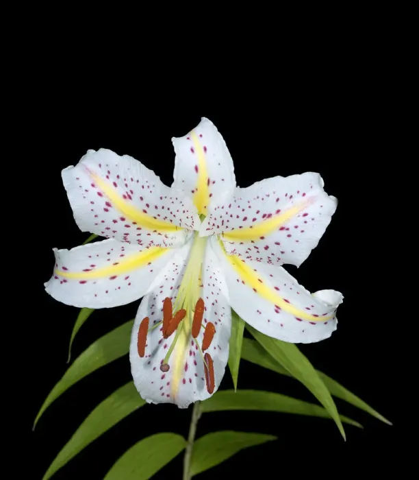 Framed Print : Gold band lily (Lilium auratum) with yellow nectar guides. In cultivation. Native to Japan Framed Print : Gold band lily (Lilium auratum) with yellow nectar guides. In cultivation. Native to Japan