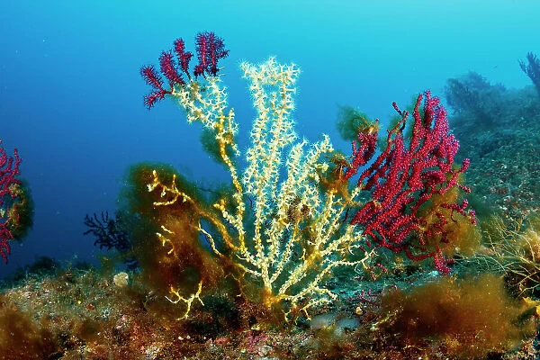Gold coral (Savalia Savaglia) colonising Red gorgonian (Paramuricea clavata), Marine Protected area Punta Campanella, Costa Amalfitana, Italy, Tyrrhenian Sea