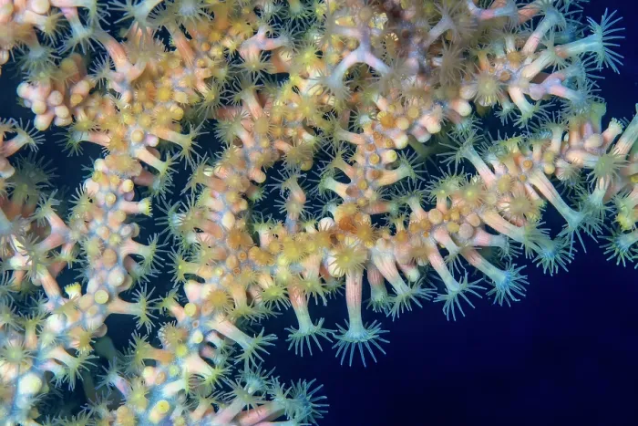 Framed Print : Gold coral (Savalia savaglia) polyps detail, Vis Island, Croatia, Adriatic Sea Framed Print : Gold coral (Savalia savaglia) polyps detail, Vis Island, Croatia, Adriatic Sea