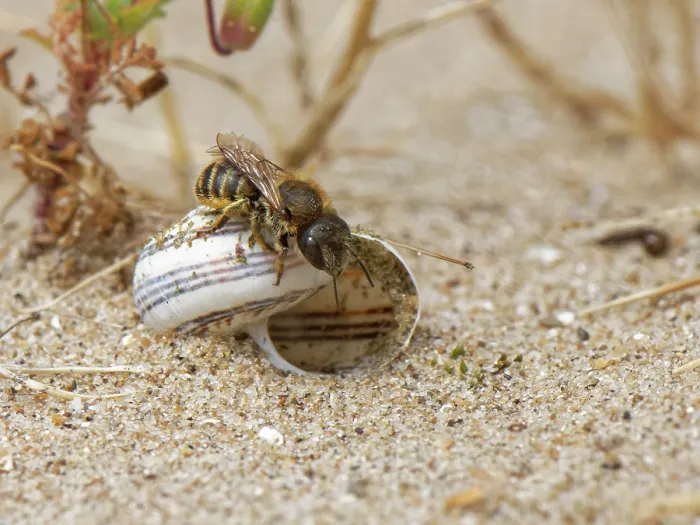 Framed Print : Gold-fringed mason bee (Osmia aurulenta) entering its nest in an old snail shell in coastal sand dunes, Merthyr Mawr National Nature Reserve, Glamorgan, Wales, UK. July Framed Print : Gold-fringed mason bee (Osmia aurulenta) entering its nest in an old snail shell in coastal sand dunes, Merthyr Mawr National Nature Reserve, Glamorgan, Wales, UK. July