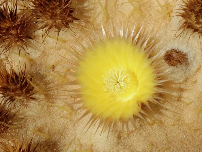 Framed Print : Golden barrel cactus (Echinocactus grusonii) flower, endemic to Mexico, Oasis Park, Fuerteventura, Canary Islands. November Framed Print : Golden barrel cactus (Echinocactus grusonii) flower, endemic to Mexico, Oasis Park, Fuerteventura, Canary Islands. November