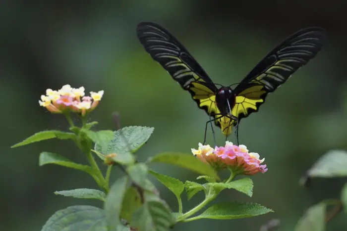 Framed Print : Golden Birdwing butterfly (Troides aeacus) Sheding Forest park, Kenting National Park Framed Print : Golden Birdwing butterfly (Troides aeacus) Sheding Forest park, Kenting National Park