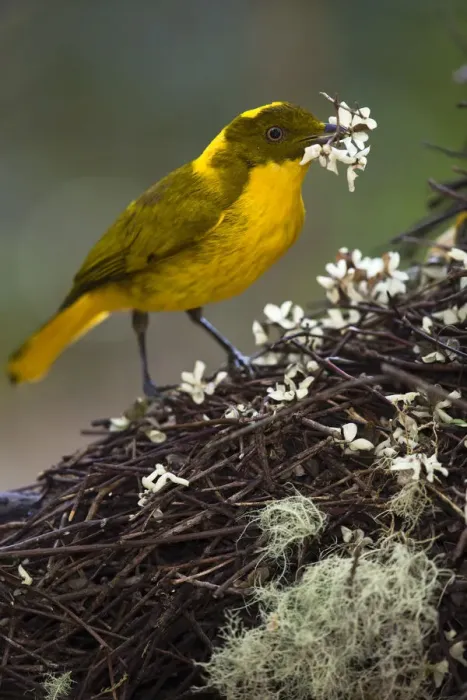 Framed Print : Golden Bowerbird (Prionodura newtoniana), placing flowers on bower, Ravenshoe Framed Print : Golden Bowerbird (Prionodura newtoniana), placing flowers on bower, Ravenshoe