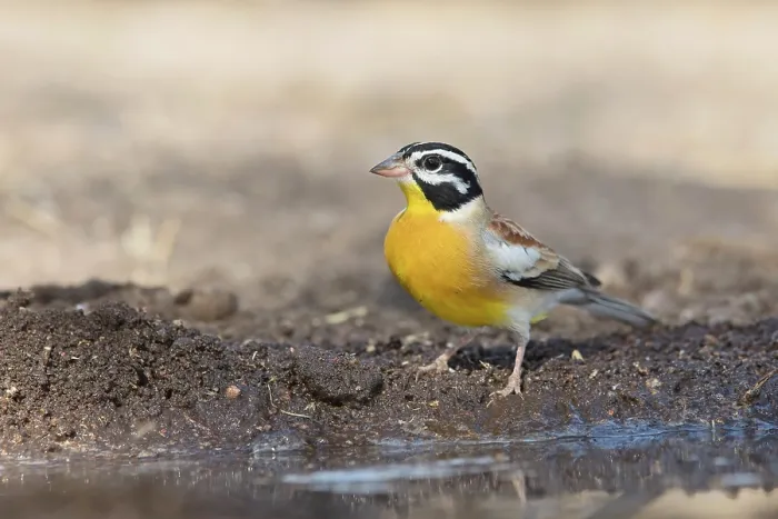 Framed Print : Golden-breasted bunting (Emberiza flaviventris) standing on the ground, Limpopo Lipadi Game Reserve, Botswana Framed Print : Golden-breasted bunting (Emberiza flaviventris) standing on the ground, Limpopo Lipadi Game Reserve, Botswana