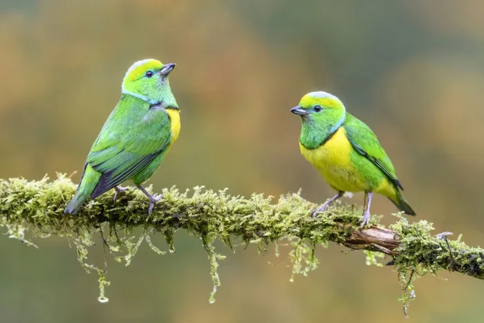 Framed Print : Golden-browed chlorophonia (Chlorophonia callophrys), two males perched on moss covered Framed Print : Golden-browed chlorophonia (Chlorophonia callophrys), two males perched on moss covered
