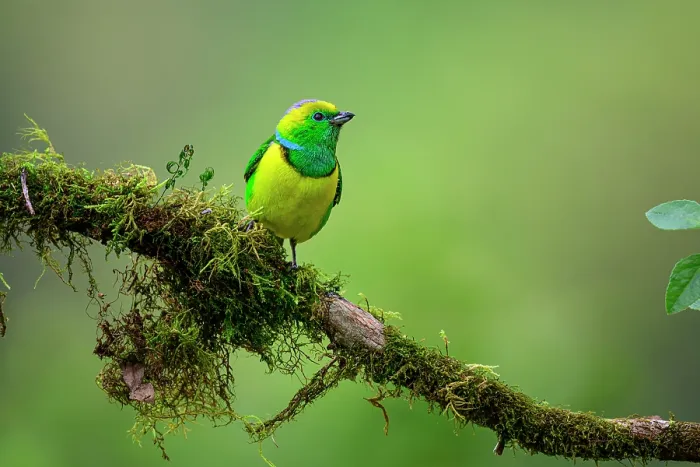 Framed Print : Golden-browed chlorophonia (Chlorophonia callophrys) male, perched on branch in montane forest canopy, Savegre River Valley, Talamanca Range, Costa Rica
