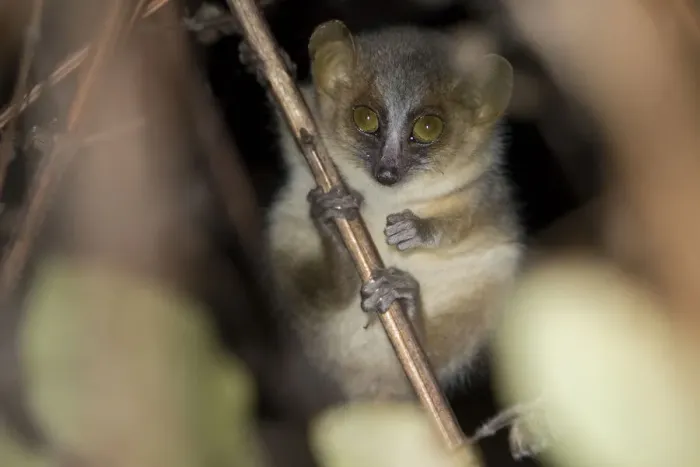 Framed Print : Golden-brown mouse lemur (Microcebus ravelobensis), Ankarafantsika National Park