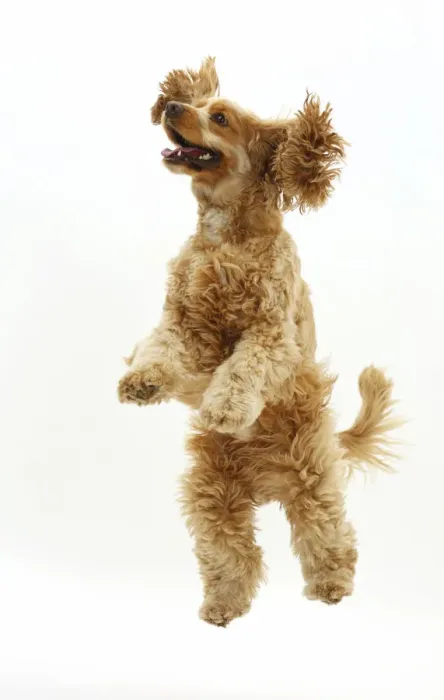 Framed Print : Golden Cocker Spaniel dog, Henry, age 3 years, jumping up Framed Print : Golden Cocker Spaniel dog, Henry, age 3 years, jumping up
