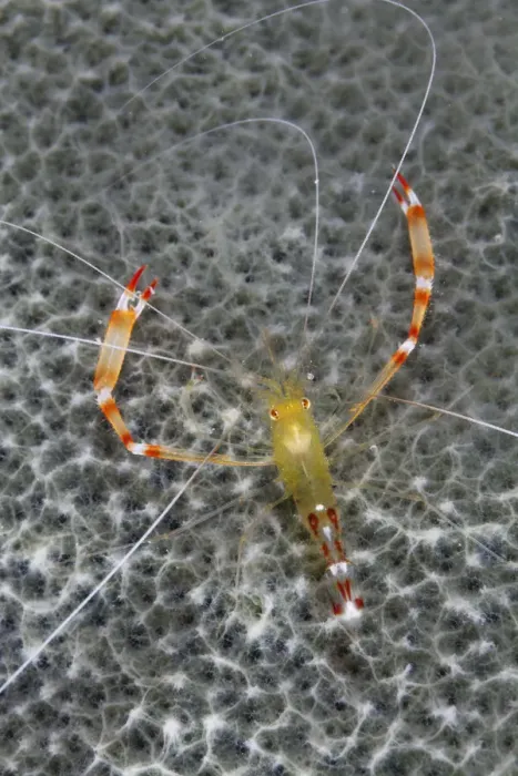 Framed Print : Golden coral shrimp (Stenopus scutellatus), Cienaga de Zapata National Park Framed Print : Golden coral shrimp (Stenopus scutellatus), Cienaga de Zapata National Park