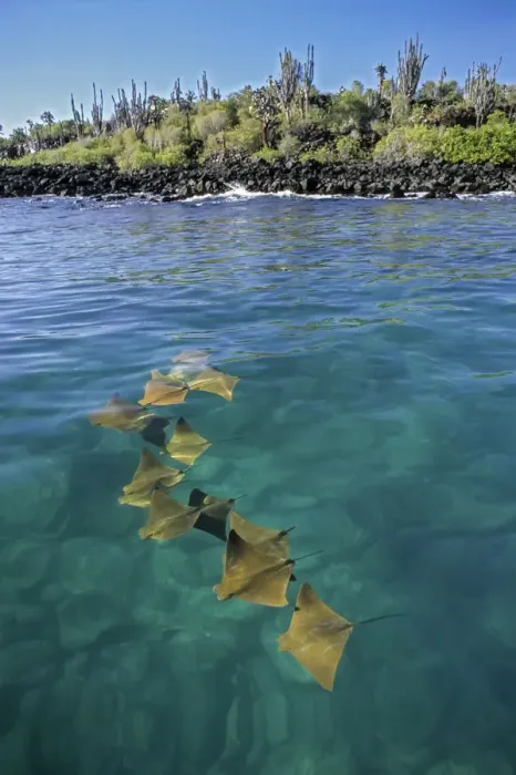 Framed Print : Golden cownose rays (Rhinoptera steindachnyri) schooling in sheltered mangrove lagoon Framed Print : Golden cownose rays (Rhinoptera steindachnyri) schooling in sheltered mangrove lagoon