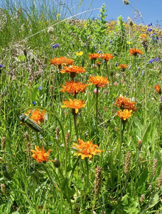 Framed Print : Golden crepis (Crepis aurea) in flower in mountainside meadow, Col du Galibier, Hautes-Alpes, France. July Framed Print : Golden crepis (Crepis aurea) in flower in mountainside meadow, Col du Galibier, Hautes-Alpes, France. July