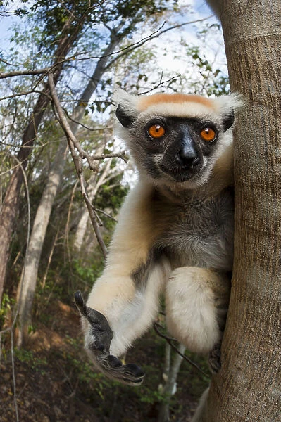 Golden-crowned Sifaka or Tattersalls Sifaka (Propithecus tattersalli) in forest near Andranotsimaty, Daraina, north east Madagascar. Critically Endangered