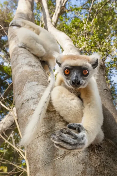 Framed Print : Golden-crowned Sifaka or Tattersalls Sifaka (Propithecus tattersalli) climbing