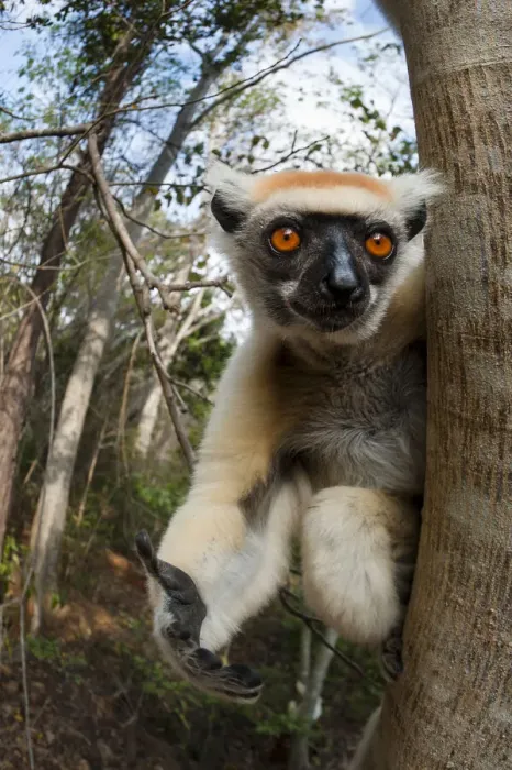 Framed Print : Golden-crowned Sifaka or Tattersalls Sifaka (Propithecus tattersalli) in forest near Andranotsimaty, Daraina, north east Madagascar. Critically Endangered Framed Print : Golden-crowned Sifaka or Tattersalls Sifaka (Propithecus tattersalli) in forest near Andranotsimaty, Daraina, north east Madagascar. Critically Endangered