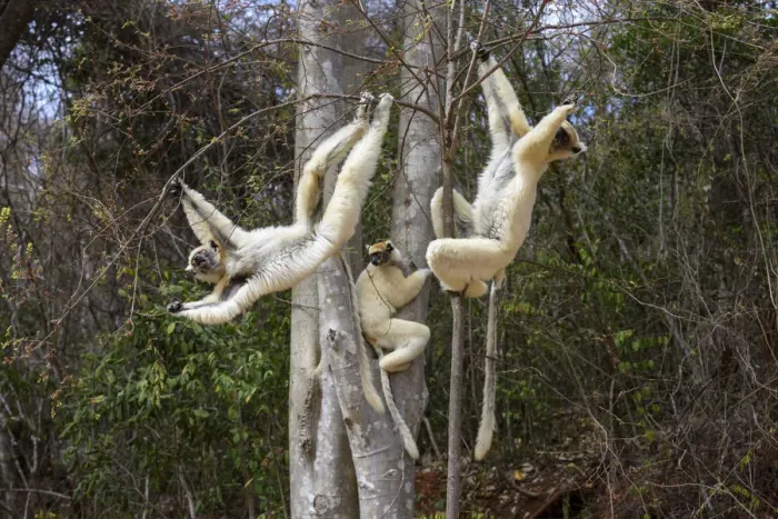Framed Print : Golden-crowned Sifakas or Tattersalls Sifakas (Propithecus tattersalli) feeding Framed Print : Golden-crowned Sifakas or Tattersalls Sifakas (Propithecus tattersalli) feeding