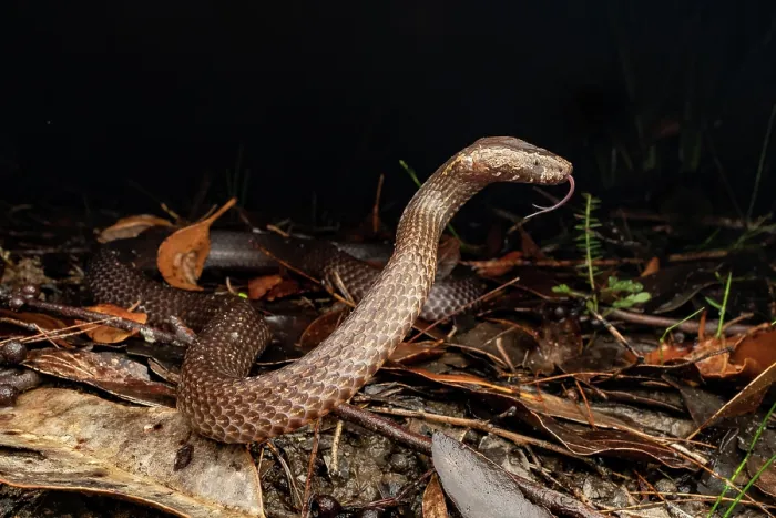 Framed Print : Golden-crowned snake (Cacophis squamulosus) threat display, wet forest on the central east coast, Gosford, New South Wales, Australia