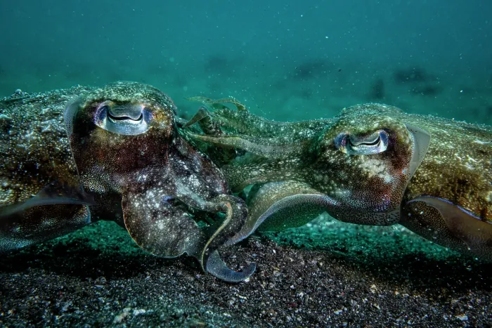 Framed Print : Golden cuttlefish (Sepia esculenta) pair mating Framed Print : Golden cuttlefish (Sepia esculenta) pair mating