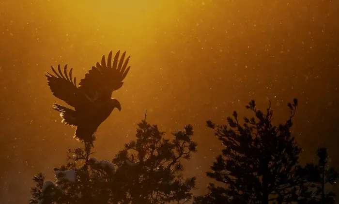 Framed Print : Golden Eagle adult (Aquila chrysaetos) silhouetted in tree after sunset, Kuusamo Framed Print : Golden Eagle adult (Aquila chrysaetos) silhouetted in tree after sunset, Kuusamo